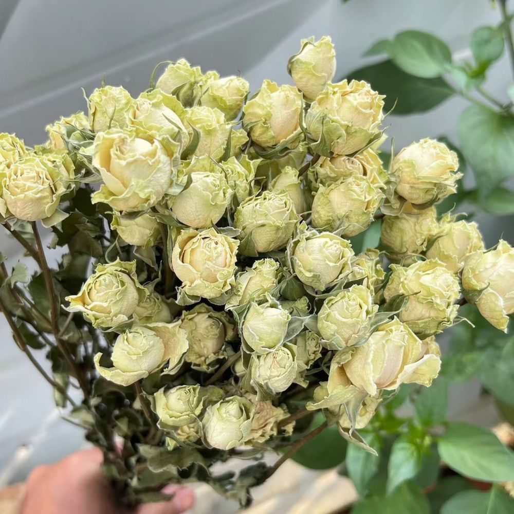 Real Preserved Roses Dried Flo - đánh giá và giá Resin Art Rose